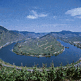 Moselschleife bei Bremm - steilste Weinlage Europas