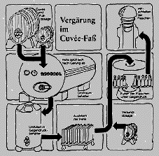 Vergärung im Cuvée-Fass oder Cuvée-Tank